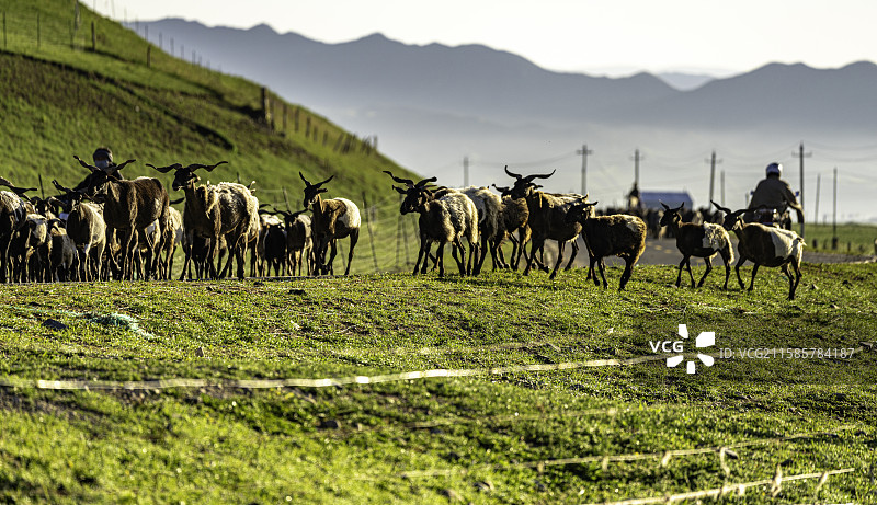 清晨甘加草原，牧民沿着公路骑马赶牛羊经过藏式营地，远山晨雾环绕，展现高原生活与自然交融。图片素材