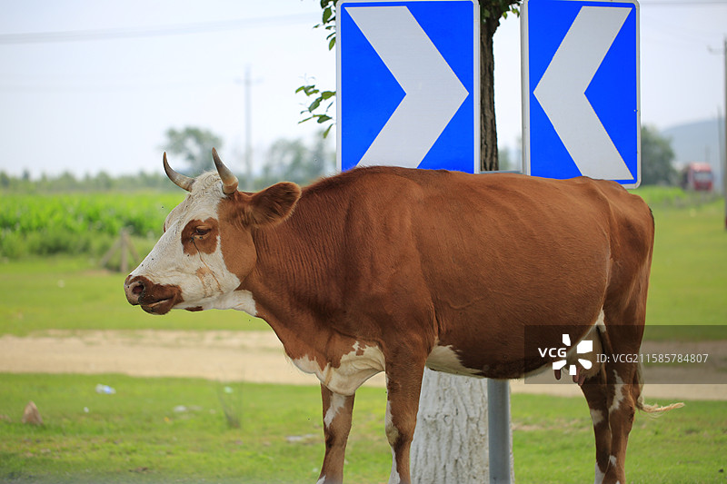 牛奶湖图片素材