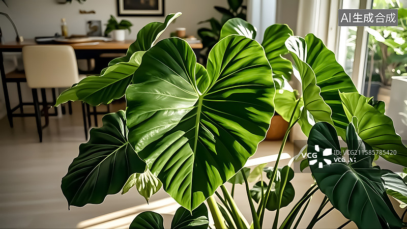 【AI数字艺术】室内绿植 象耳芋图片素材