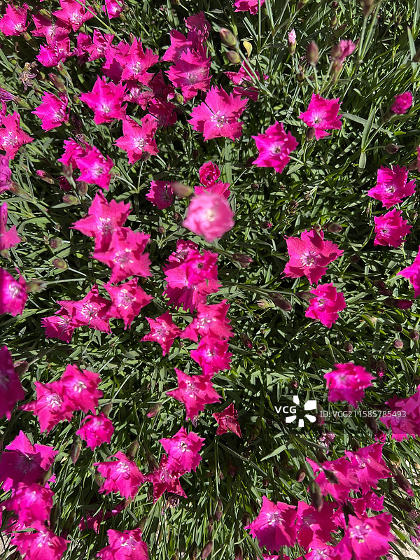 欧石竹图片素材