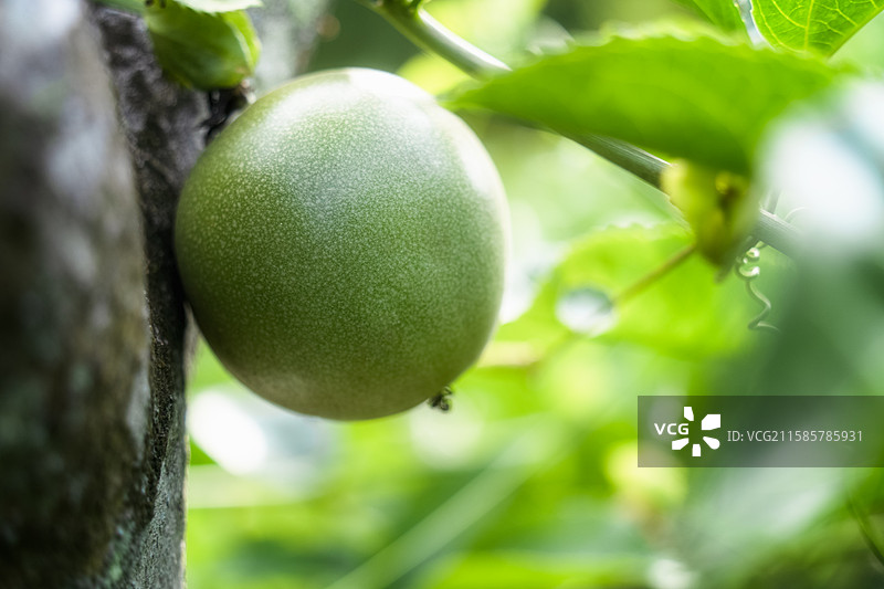 生长在廊架上的百香果图片素材