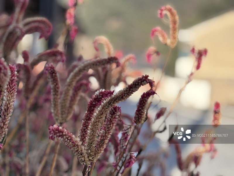 秋天 花 植物图片素材