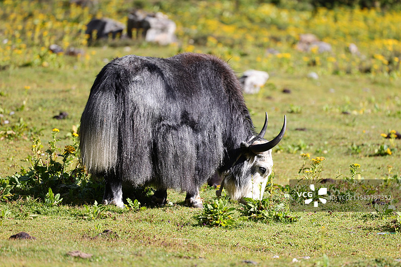 嘎隆拉冰川下的牦牛吃草图片素材