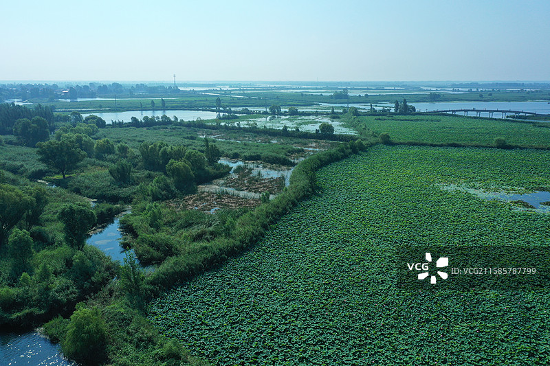 七彩流霞染碧塘，炊烟袅袅稻禾香  轻舟剪浪惊鸥远，锦鲤摇莲伴鹭翔  万顷芙蓉迎客笑，一川烟水醉心房图片素材