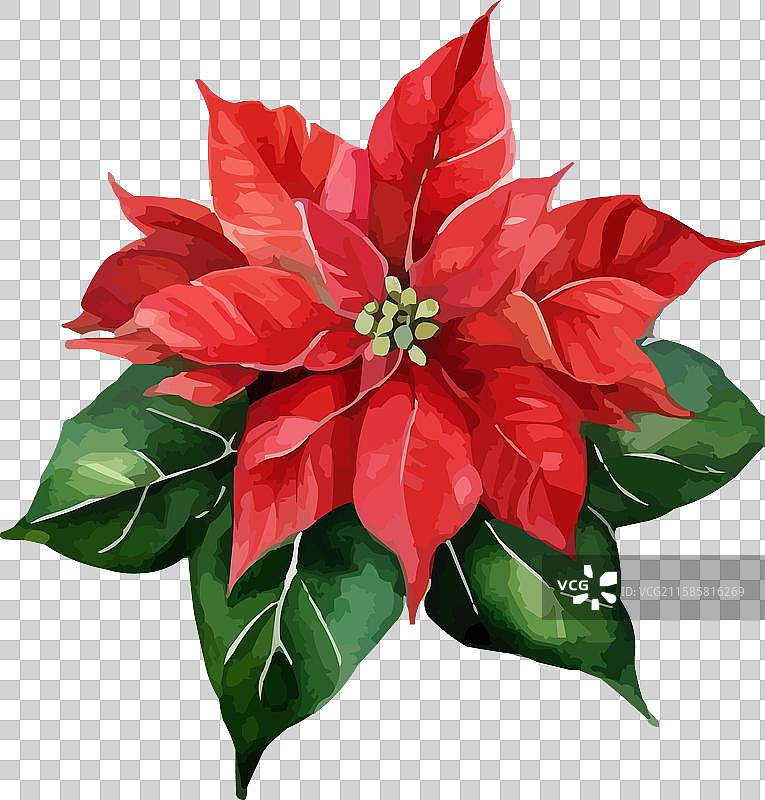 水彩红色圣诞红花卉图片素材
