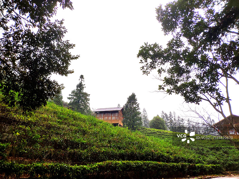 贺州姑婆山——方家茶园的茶叶图片素材