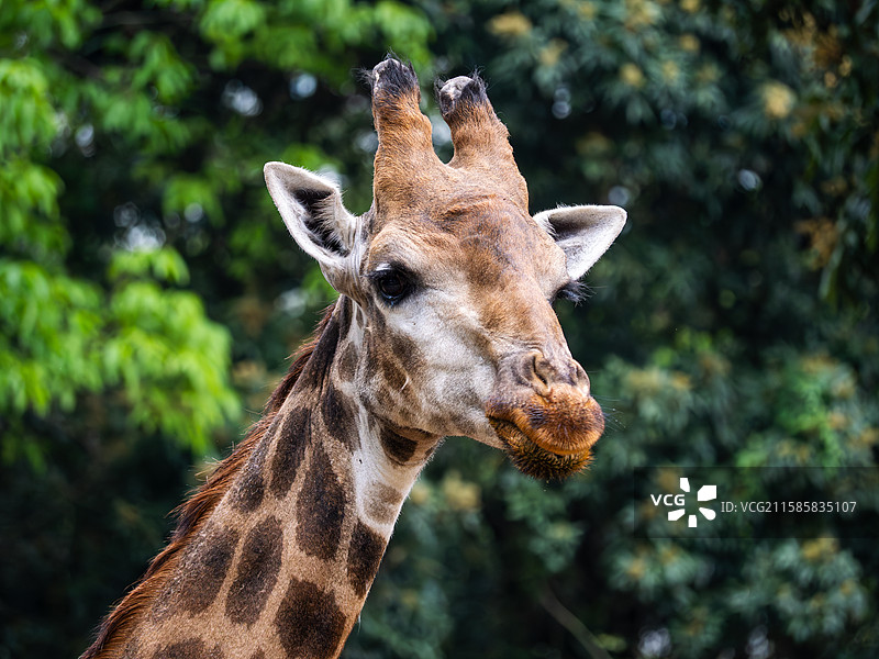 长颈鹿图片素材