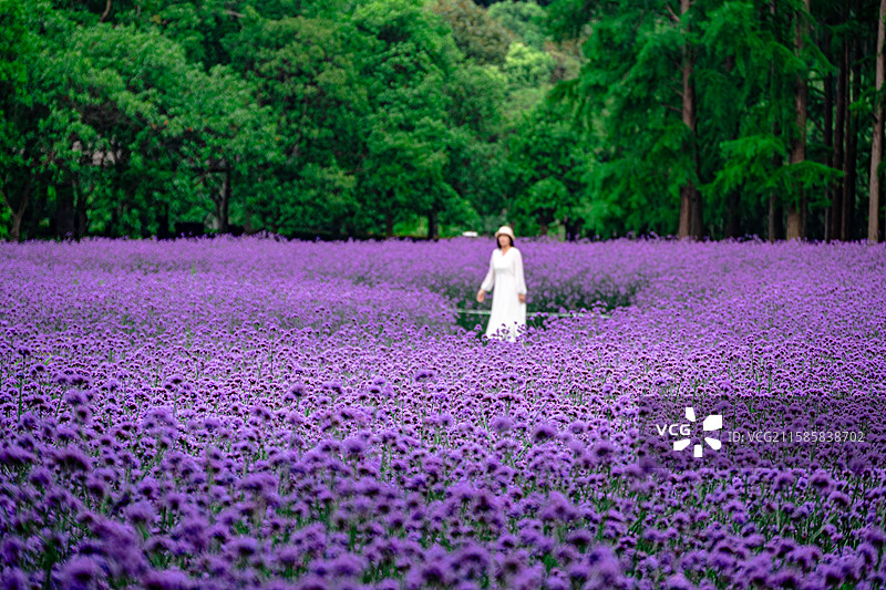 上海共青森林公园柳叶马鞭草花海：站在紫色花海中的女人图片素材