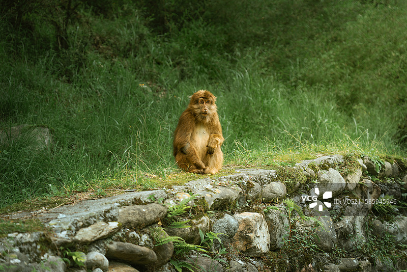 雅安二郎山喇叭河森林里的猴子端坐着图片素材