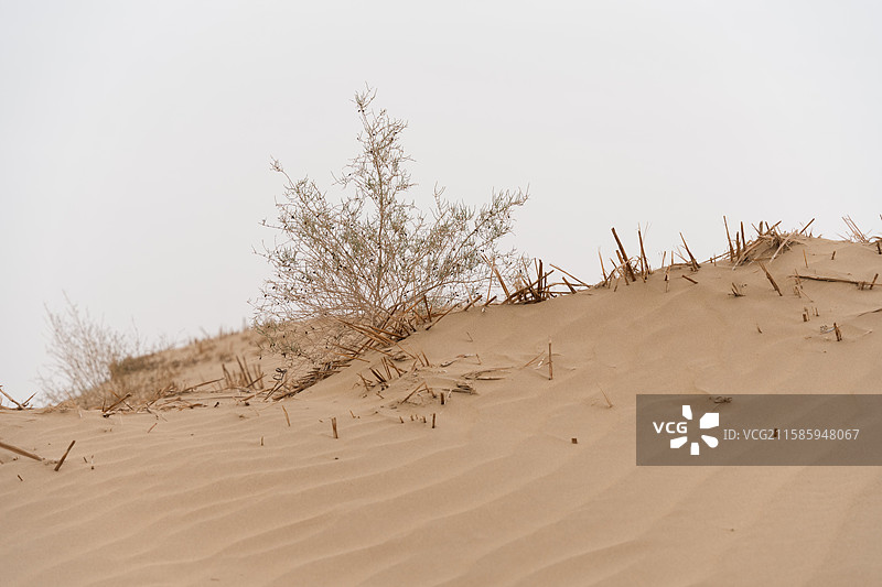 新疆塔格拉玛干沙漠内风景一角图片素材