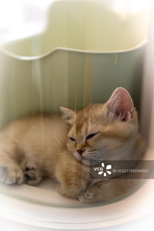 可爱的小猫图片素材