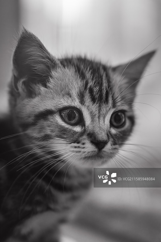 可爱的小猫图片素材