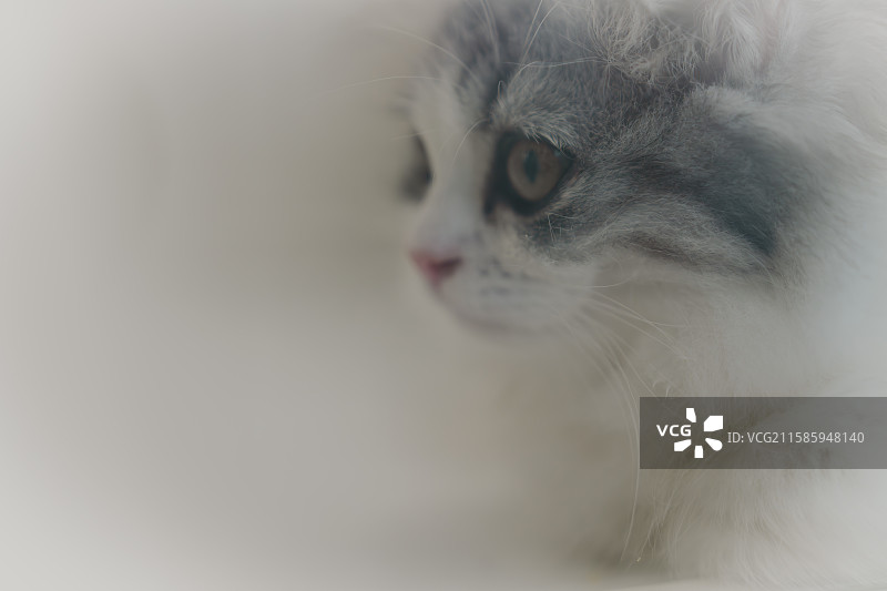 可爱的小猫图片素材