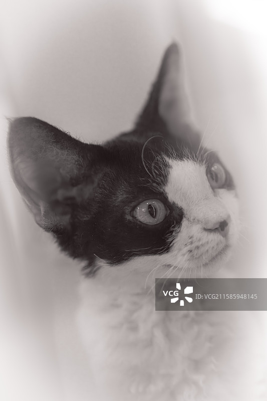 可爱的小猫图片素材