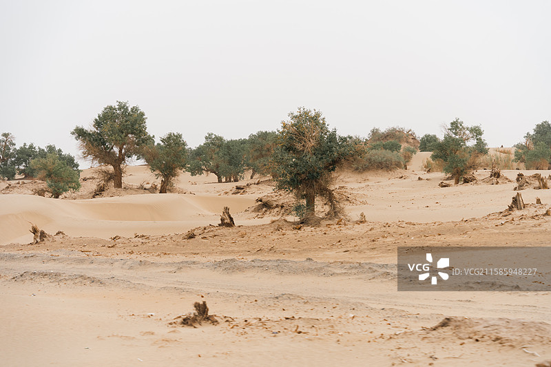 新疆塔格拉玛干沙漠内风景一角图片素材