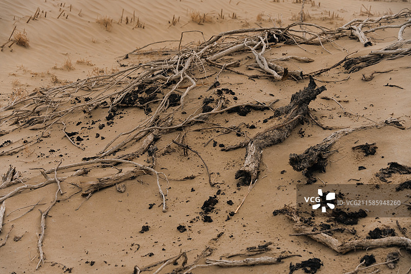 新疆塔格拉玛干沙漠内风景一角图片素材