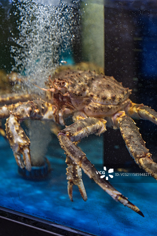 水中的帝王蟹图片素材