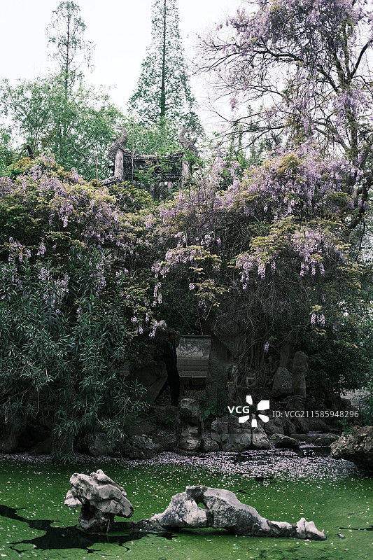 春天，常州十大古典园林之一约园内，紫藤花正在绽放。常州约园内的紫藤花。图片素材