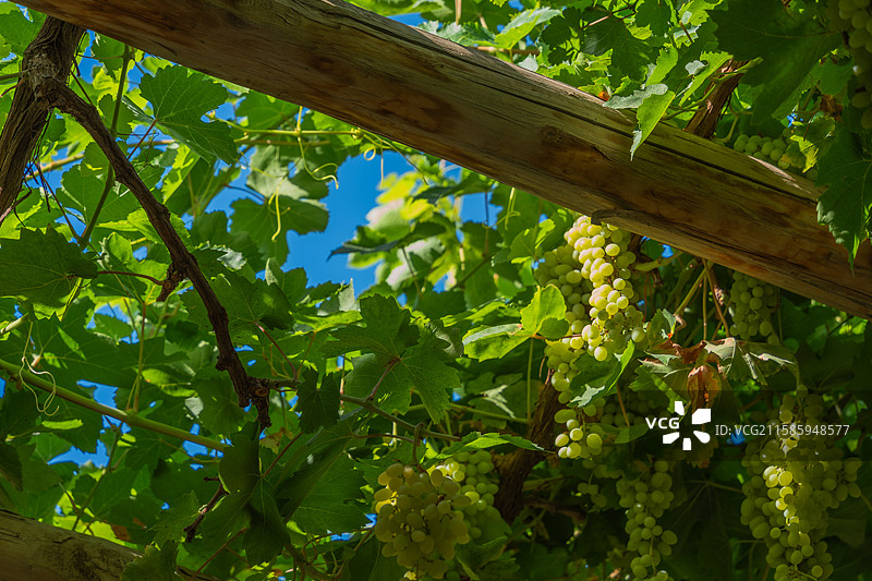 新疆吐鲁番坎儿井景区内葡萄架子上挂满绿葡萄图片素材