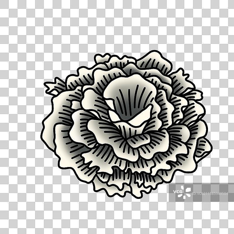 蘑菇插画-干巴菌图片素材