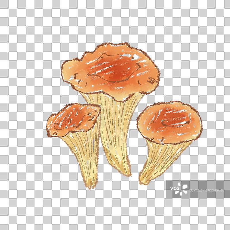 蘑菇插画-喇叭菌图片素材