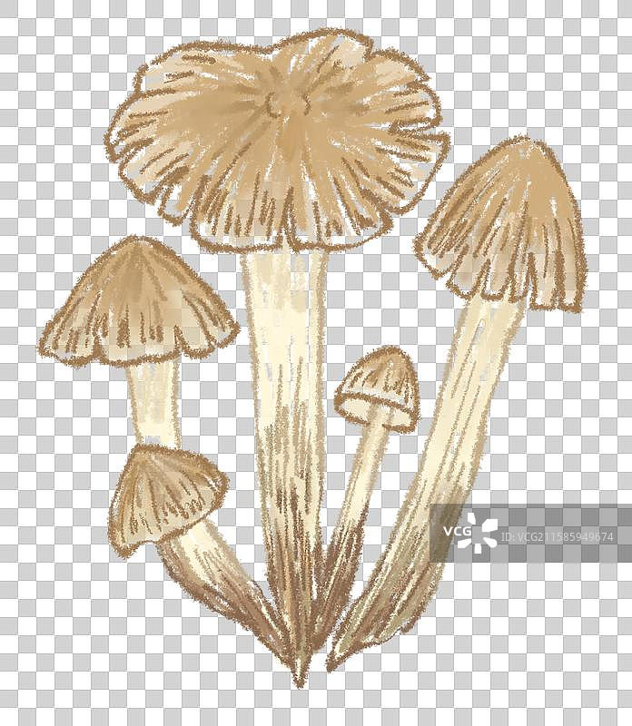 蘑菇插画-鸡枞菌图片素材