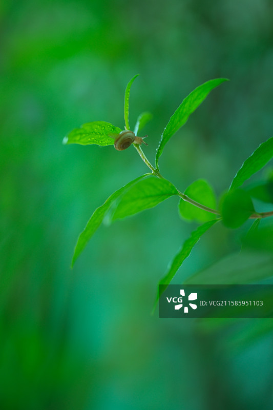 绿色调石榴树枝绿叶。微距小蜗牛。高清风景绿色背景图设计素材图片素材