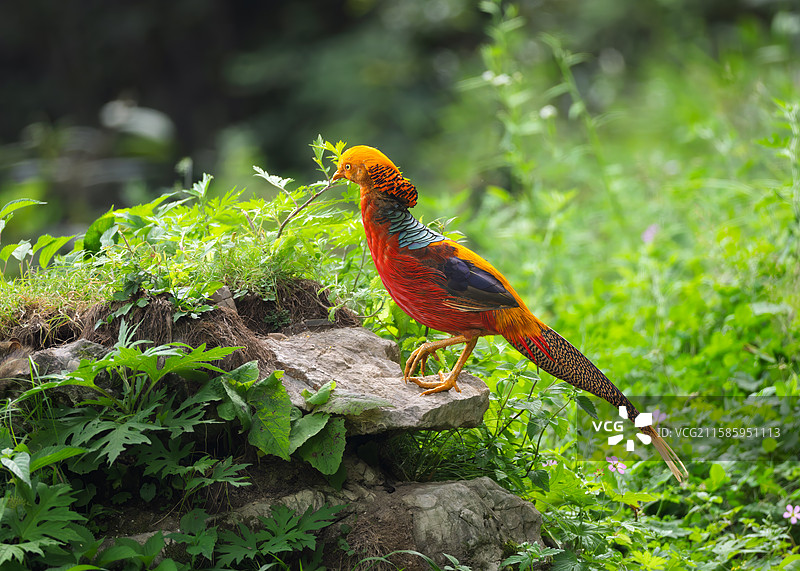 红腹锦鸡图片素材
