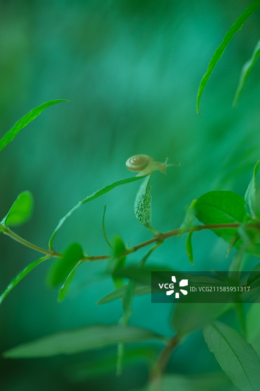 绿色调石榴树枝绿叶。微距小蜗牛。高清风景绿色背景图设计素材图片素材