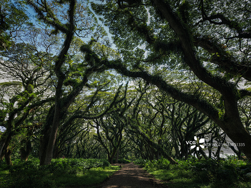 魔戒森林-印尼图片素材