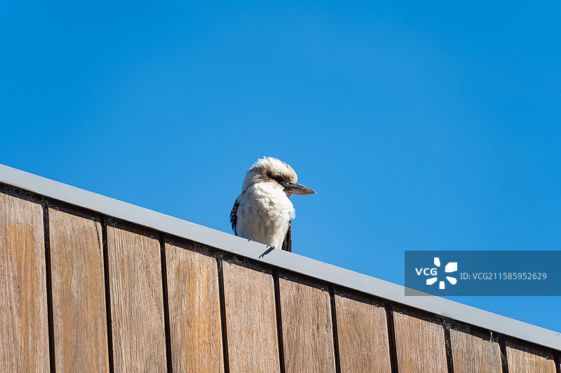 笑翠鸟图片素材