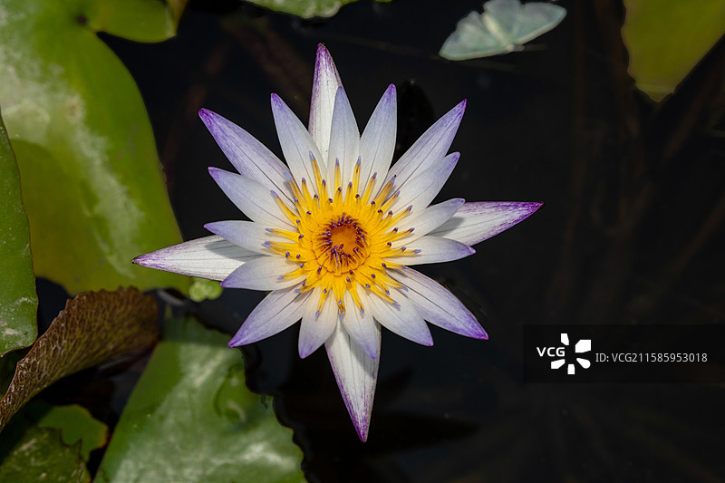 黑美人睡莲图片素材