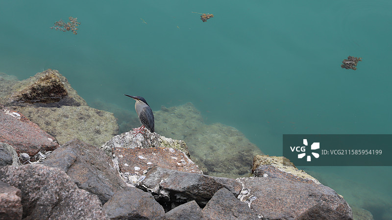 塞舌尔马埃岛绿鹭图片素材