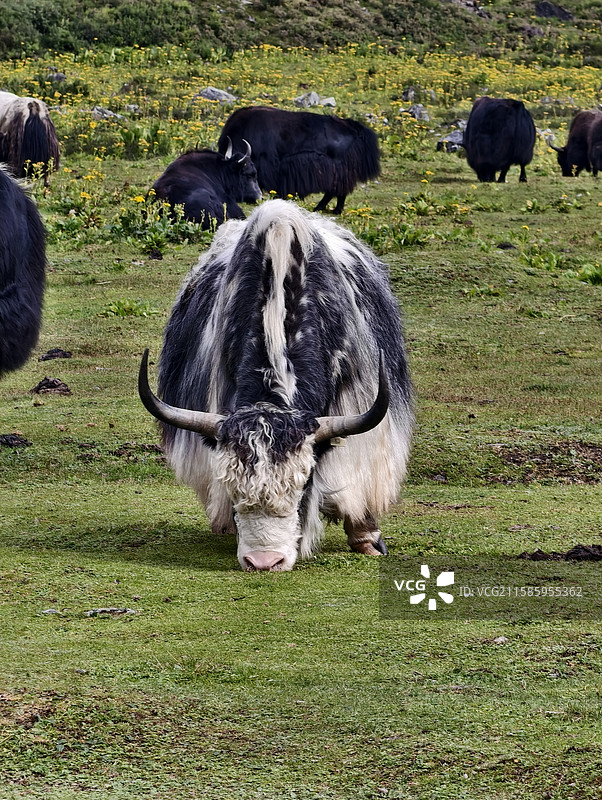 西藏林芝波密县嘎隆拉冰川下的牦牛吃草图片素材