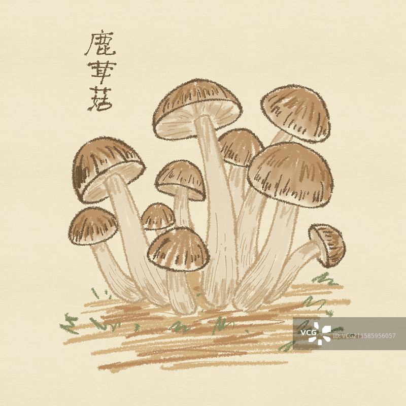 蘑菇插画-鹿茸菇图片素材