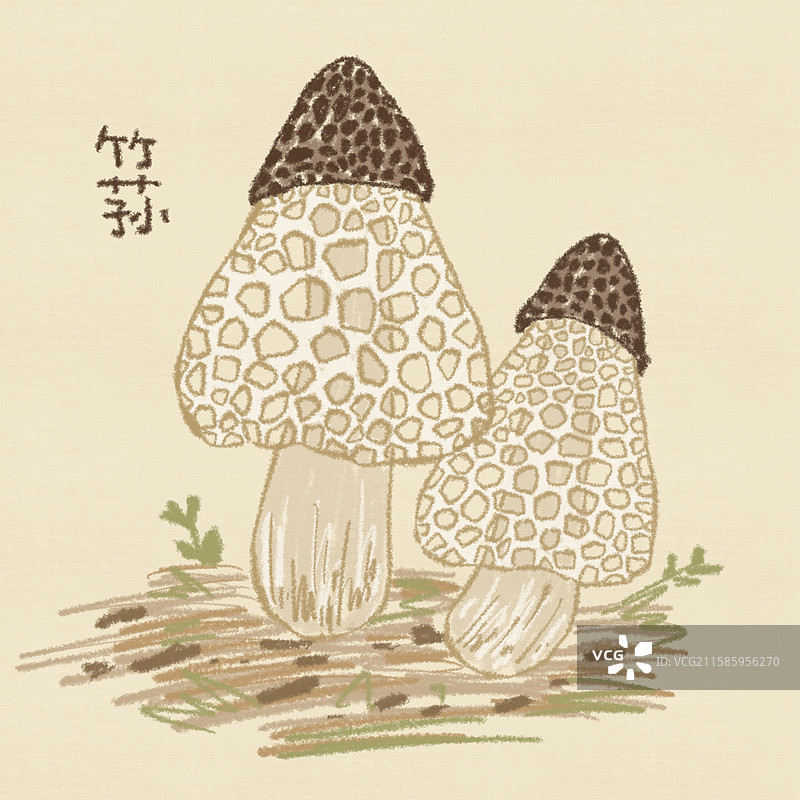 蘑菇插画-竹荪图片素材