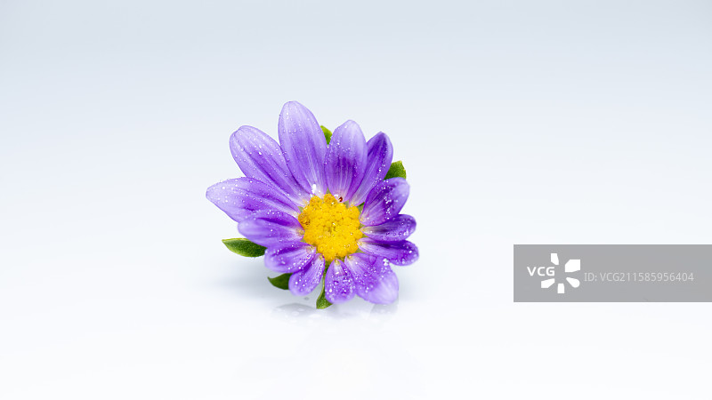 淡雅紫色花瓣微距商业素材图片素材