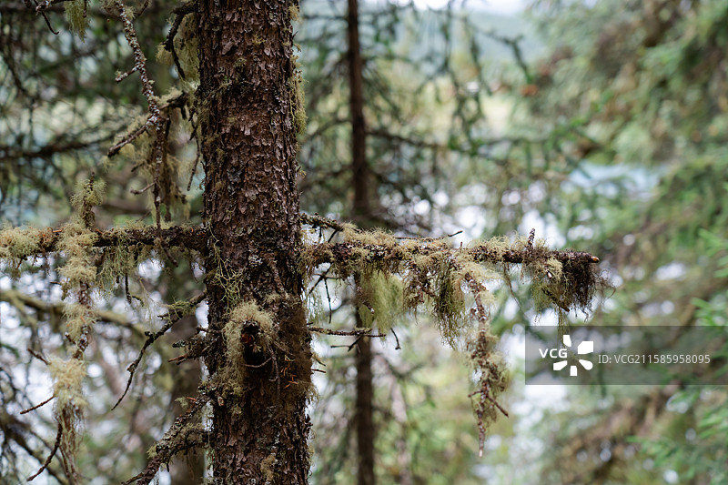 甘孜巴塘措普沟的松萝图片素材