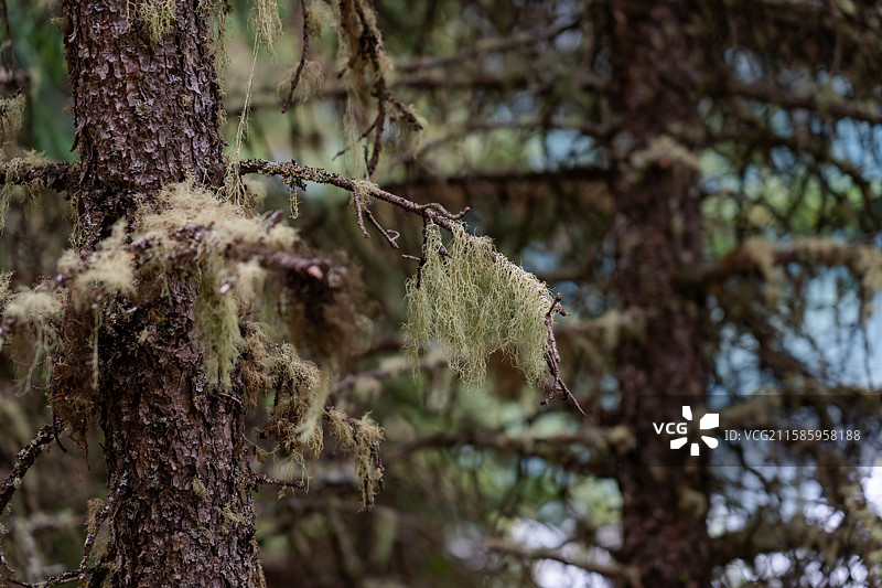 甘孜巴塘措普沟的松萝图片素材