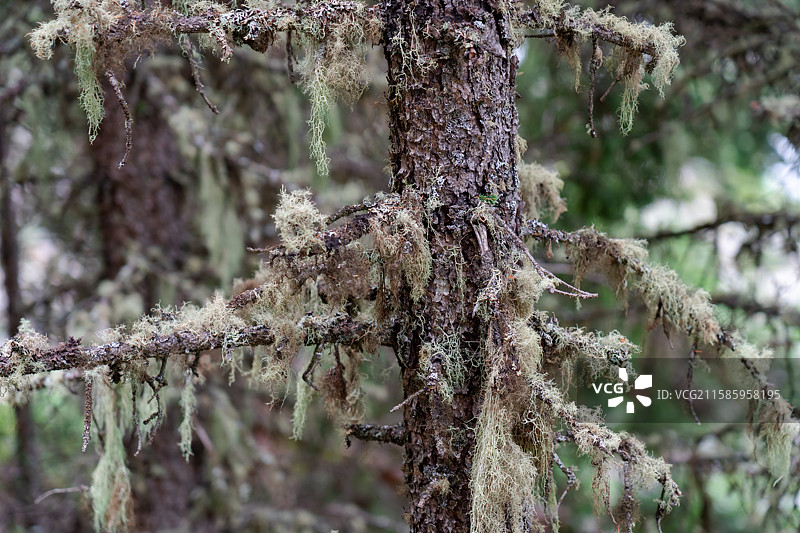 甘孜巴塘措普沟的松萝图片素材