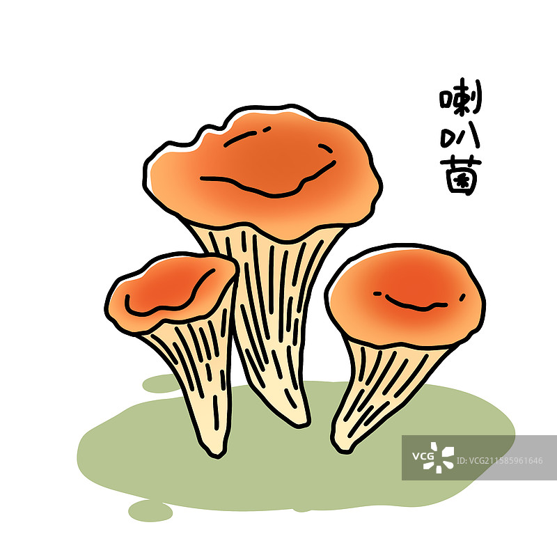 蘑菇插画-喇叭菌图片素材