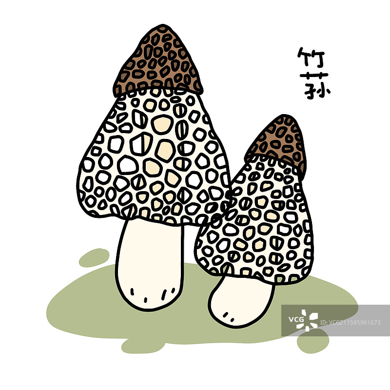 蘑菇插画-竹荪图片素材