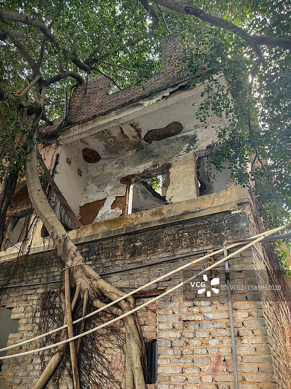 老建筑，树，砖房，老房子图片素材