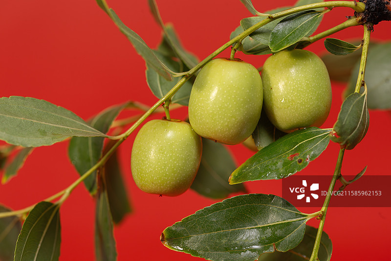 红背景下即将成熟的红枣图片素材