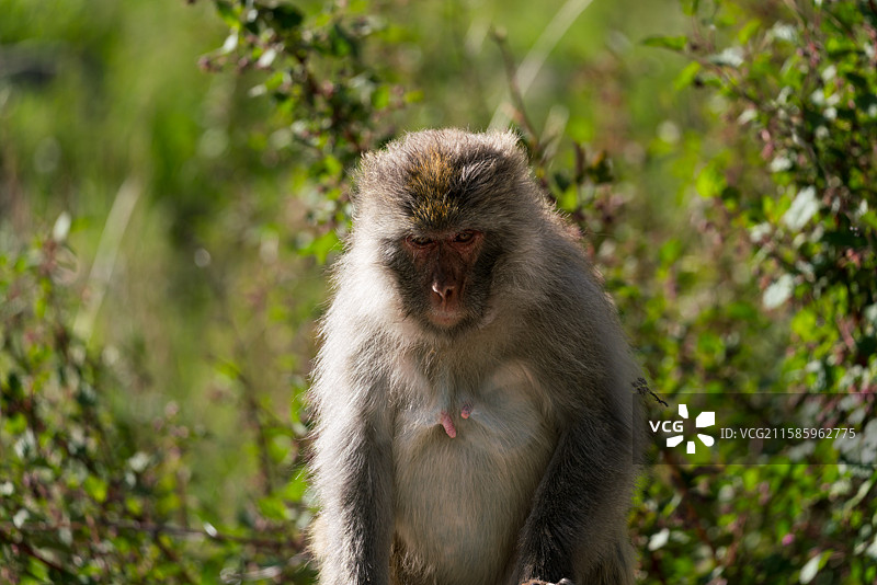 山林中的野生川西藏猕猴图片素材