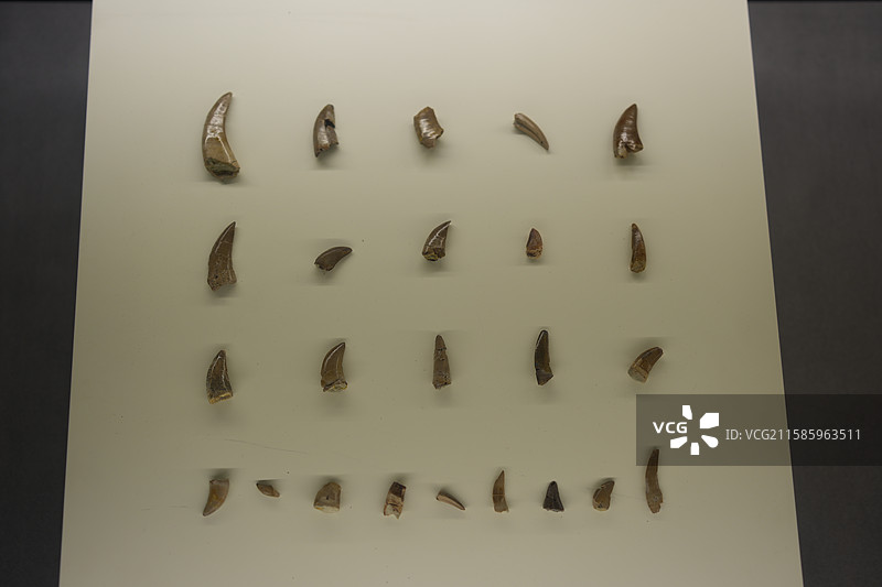 晚白垩世甲龙牙齿图片素材