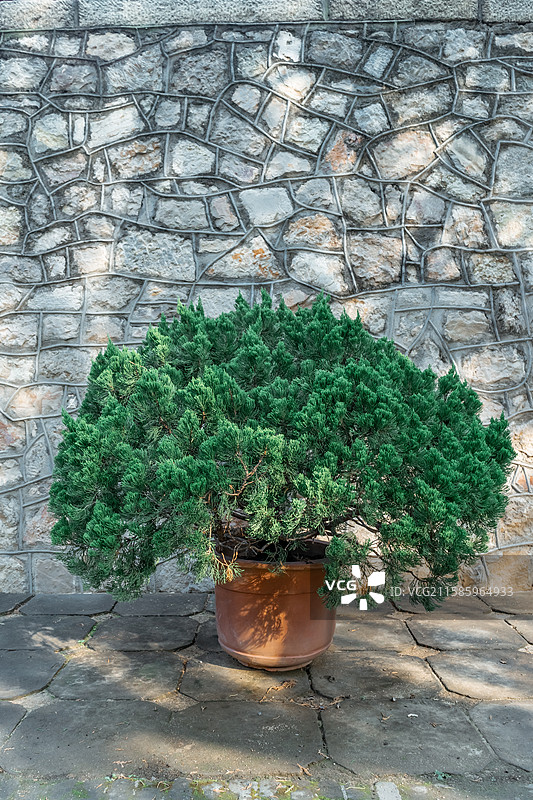 中国野生植物野外植物拍摄主题，露台花园里的植物，翠绿的柏树松树花坛绿化带，户外白昼无人图像摄影图片素材