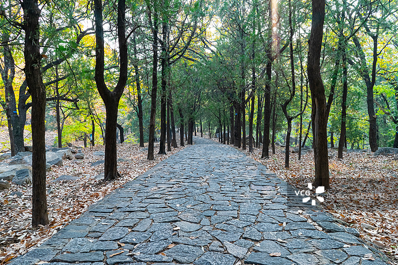 中国山东省泰安市泰山旅游风景区著名景点，普照寺寺庙的石板路林荫大道步行道路，户外白昼无人图像摄影图片素材