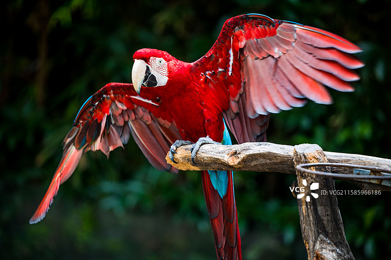 金刚鹦鹉图片素材