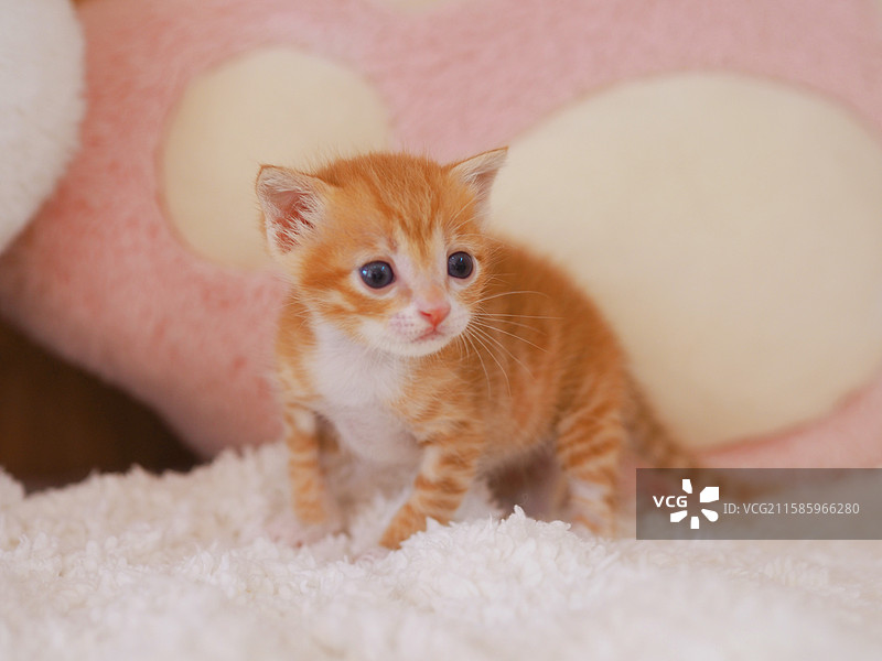 橘猫小奶猫图片素材